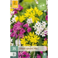 Čebulice okrasne čebule Mešanica vrst 25 kosov JUB