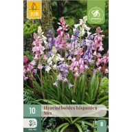   Cvetna čebulica Španski zvonček Hispanica Mix 10 kosov JUB