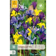 Cvetna čebulica perunika Dwarf Mix 10 kosov JUB