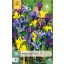 Cvetna čebulica perunika Dwarf Mix 10 kosov JUB