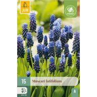   Cvetna čebulica širokolistni muscari (Musari latifolium) 15 kos JUB