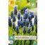 Cvetna čebulica širokolistni muscari (Musari latifolium) 15 kos JUB