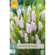   Cvetna čebulica Gyöngyike (Muscari) Pink Sunrise 3 kosa JUB