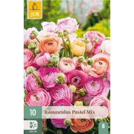   Čebulica ranunkule (Ranunculus) Pastelna mešanica 10 kos JUB