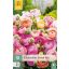 Čebulica ranunkule (Ranunculus) Pastelna mešanica 10 kos JUB