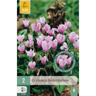 Cvetna čebulica ciklama (Cyclamen hederifolium) 2 kosa JUB