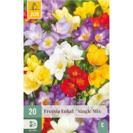 Cvetna čebulica frézije, enojna mešanica, 20 kosov JUB