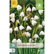   Cvetna čebulica Poletna zvončica (Leucojum aestivum) 10 kos JUB