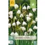 Cvetna čebulica Poletna zvončica (Leucojum aestivum) 10 kos JUB