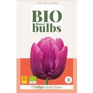 BIO čebulice tulipana Purple Prince 7 kosov JUB