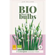   BIO čebulice Poletna snežinka (Leucojum) Gravetye Giant 3 kos JUB
