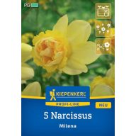 Čebulice narcis Milena Kiepenkerl 5 kosov