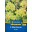 Čebulica narcisa Verdin Kiepenkerl 5 kosov
