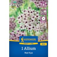 Čebulica Okrasna čebula Red Eye Kiepenkerl 1 kos