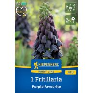   Cvetna čebulica Fritillaria Purple Favourite Kiepenkerl 1 kos