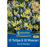   Mešanica čebulic 10 tulipanov in 10 muscarijev Sun and Sky Duo Kiepenkerl 20 kosov