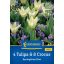 Mešanica cvetnih čebulic 4 tulipani in 8 krokusov Pomladni duo Kiepenkerl 12 kosov