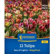 Žarnice Tulip Sea of Lights Megapack Kiepenkerl 12 kosov