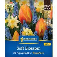   Čebulice Tulip-Tulip mešanica Soft Blossom Megapack Kiepenkerl 25 kosov