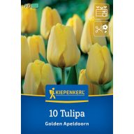   Cvetlična žarnica Tulipan Golden Apeldoorn Kiepenkerl 10 kosov