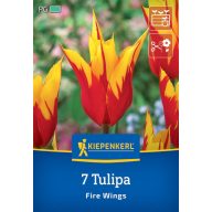 Cvetlične čebulice Tulip Fire Wings Kiepenkerl 7 kosov