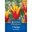Cvetlične čebulice Tulip Fire Wings Kiepenkerl 7 kosov