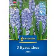 Cvetlične čebulice Jasmine Aqua Kiepenkerl 3 kosi