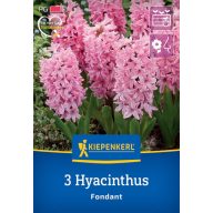 Cvetna čebulica Jacinth Fondant Kiepenkerl 3 kosi