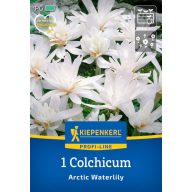  Čičerika (Colhicum) Arktična vodna lilija Kiepenkerl 1 kos