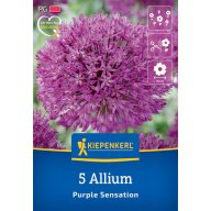   Cvetna čebulica Okrasna čebula Purple Sensation Kiepenkerl 5 kosov