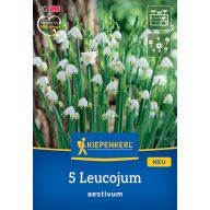   Čebulica spomladanskega graha (Leucojum aestivum) Kiepenkerl 5 kosov
