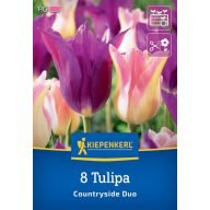   Cvetlična čebulica Tulipan Coutryside Duo Kiepenkerl 8 kosov