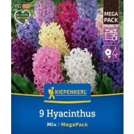   Cvetlične čebulice Hyacinth Mix Megapack Kiepenkerl 9 kosov