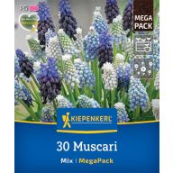   Cvetlične čebulice Pearl (Muscari) Mix Megapack Kiepenkerl 30 kosov