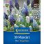 Cvetlične čebulice Pearl (Muscari) Mix Megapack Kiepenkerl 30 kosov