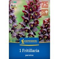  Cvetna čebulica Perzijska cesarska krona (Fritillaria persica) Kiepenkerl 1 kos