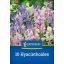Cvetna čebula Španski modri zvonček mešanica (Hyacintoides) Kiepenkerl 10 kosov