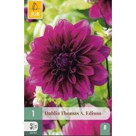 Cvetna čebulica dalija Thomas A. Edison 1 kos JUB
