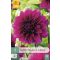 Cvetna čebulica dalija Thomas A. Edison 1 kos JUB