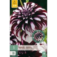 Cvetna čebulica dalija Tartan 1 kos JUB