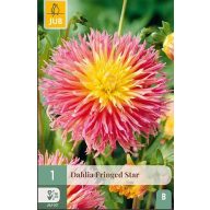 Cvetna čebulica dahlija 'Fringed Star' 1 kos JUB