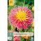 Cvetna čebulica dahlija 'Fringed Star' 1 kos JUB