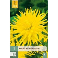 Cvetna čebulica Dalija Kennemerland 1 kos JUB
