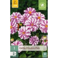 Cvetna čebulica Dalija Priceless Pink 1 kos JUB