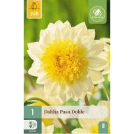 Cvetna čebulica dalija Paso Doble 1 kos JUB