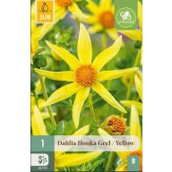 Cvetna čebulica Dalija Honka rumena 1 kos JUB
