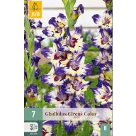 Cvetna čebulica gladiol Circus Color 7 kosov JUB
