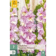 Cvetna čebulica gladiola Magenta Princess 7 kosov JUB