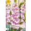 Cvetna čebulica gladiola Magenta Princess 7 kosov JUB