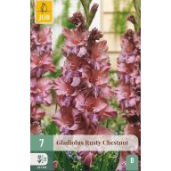 Cvetna lukovica gladiole Rusty Chestnut 7 kosov JUB